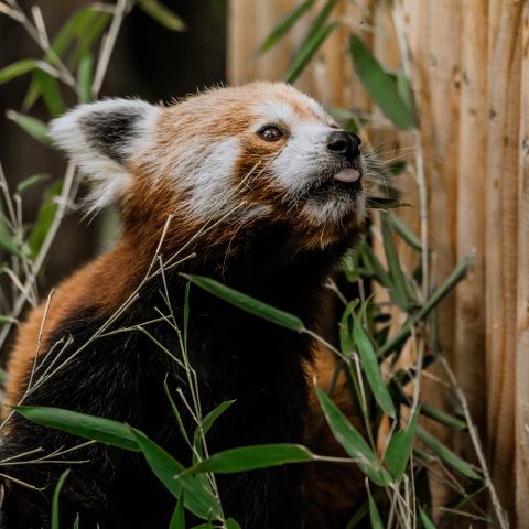 Panda červená, foto: Matyáš Slavík Zoo Brno