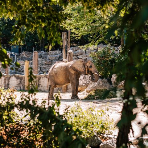 Zoo Schönbrunn, foto: © WienTourismus/Paul Bauer